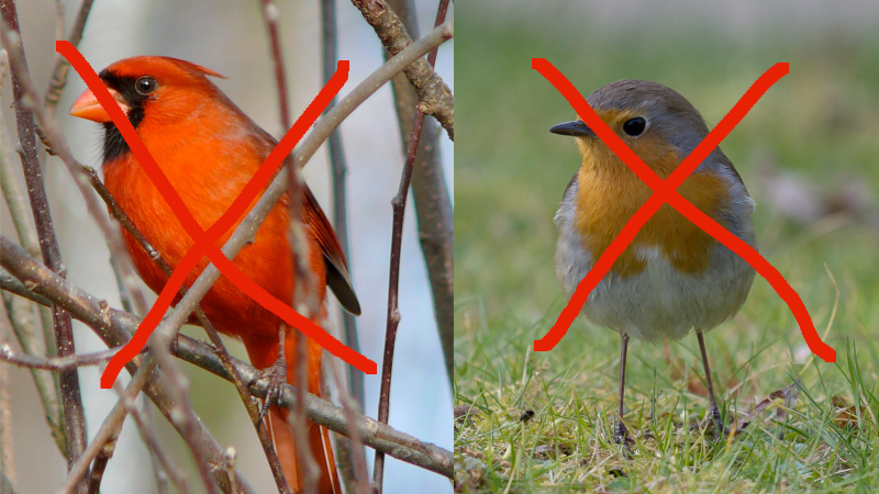 A northern cardinal (left) and a European robin (right)